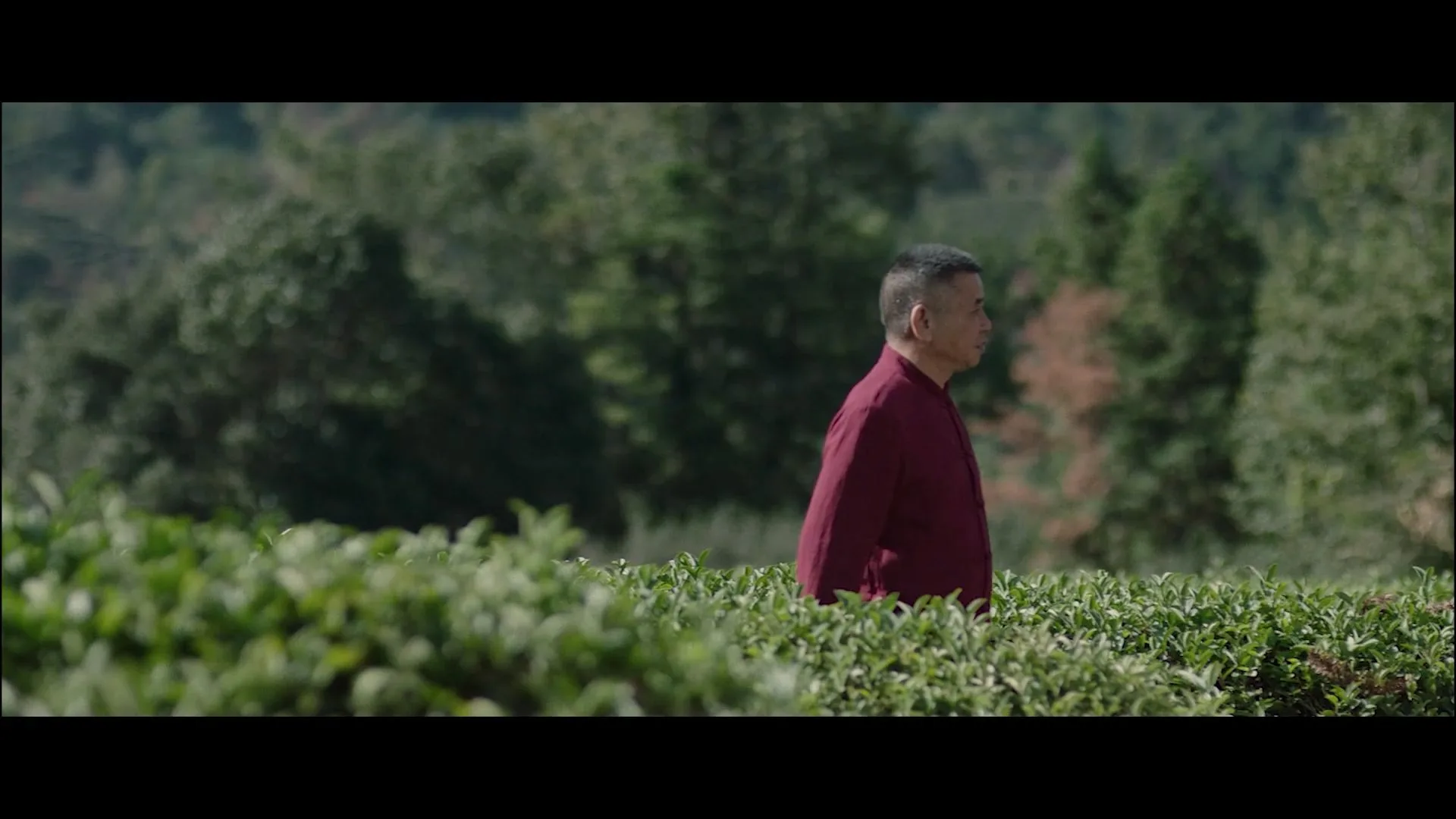 立生茶业 产品宣传片